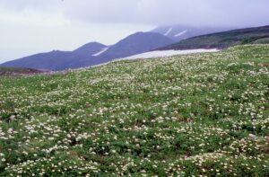 大雪山系に広がるお花畑、チングルマが旭岳の裾野を覆い、エゾコザクラが小径に彩を添えます。