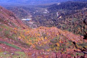 秋には、大雪山の頂から裾野へと降りてくる紅葉。高山帯では、ウラシマツツジやチングルマが山肌を赤く染め、中腹ではダケカンバの木肌の白と葉の黄色、ナナカマドの紅い葉がコントラストを高めます。