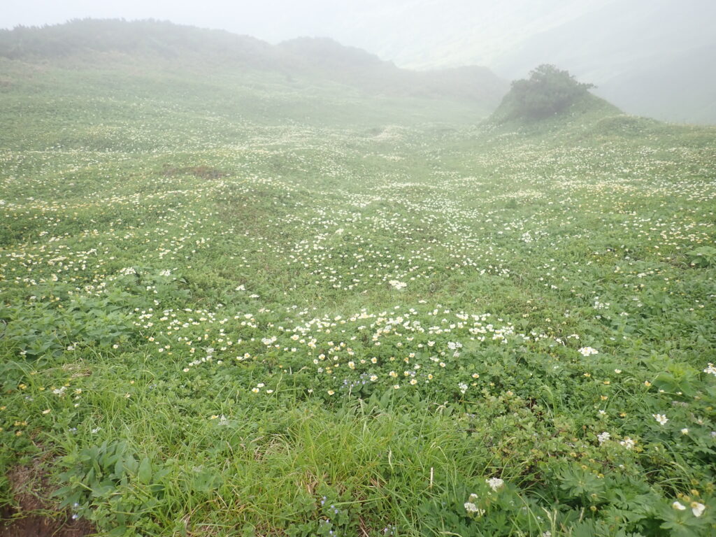 山頂へ向かう稜線上に広がるお花畑です。チングルマとエゾノハクサンイチゲで白い絨毯となっています。