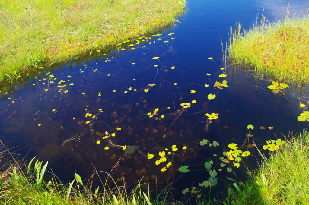 池塘にはヒツジクサがありますが花は既に終わっています。