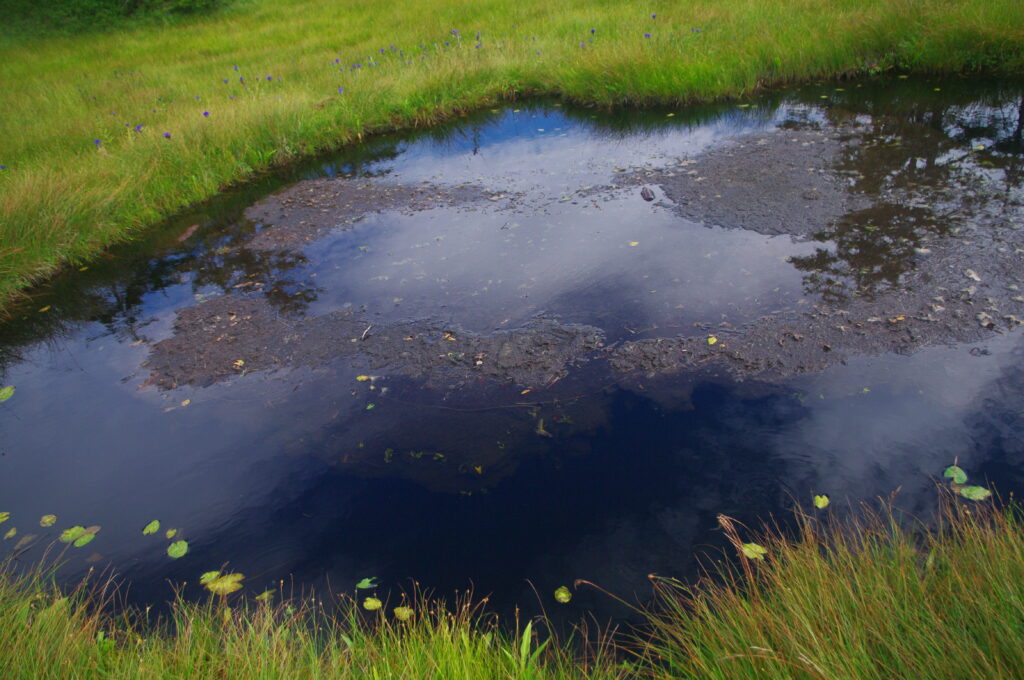 中の沼付近では、植物が腐ることなく枯れ残り泥炭となり一部は写真にように浮島となています。