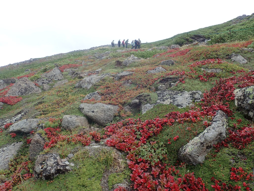 黒岳石室手前のぽん黒岳の斜面も紅葉しています。