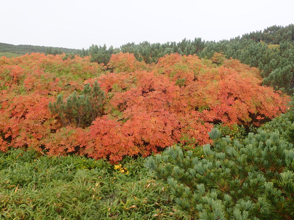 雲の平のナナカマドが紅葉しています。