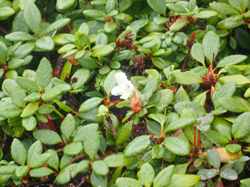 キバナシャクナゲも季節を間違えて咲いています。