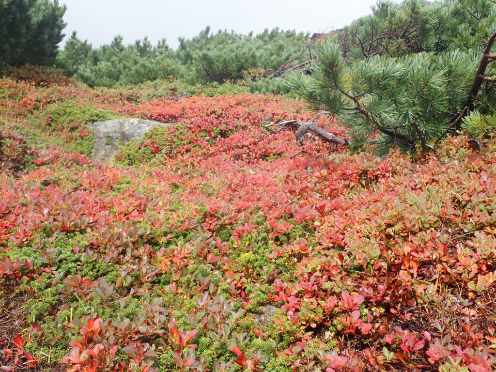 ウラシマツツジの紅葉が終わりに近づき、クロマメノキの紅葉が鮮やかです。
