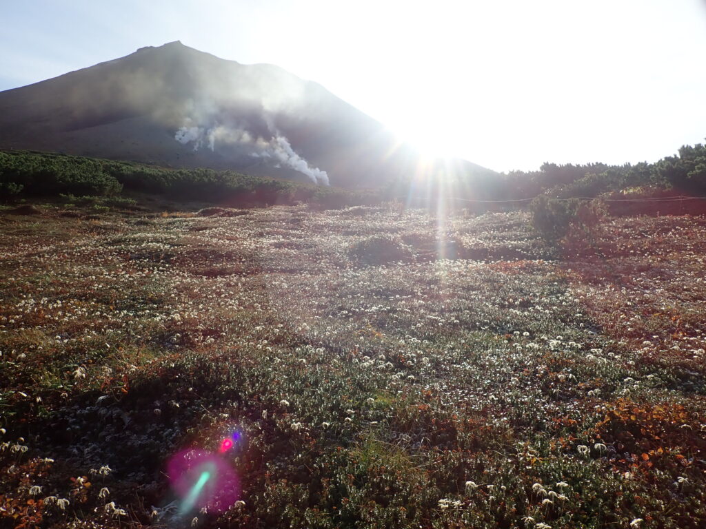 綿毛となったチングマの群落も朝日を浴びています。