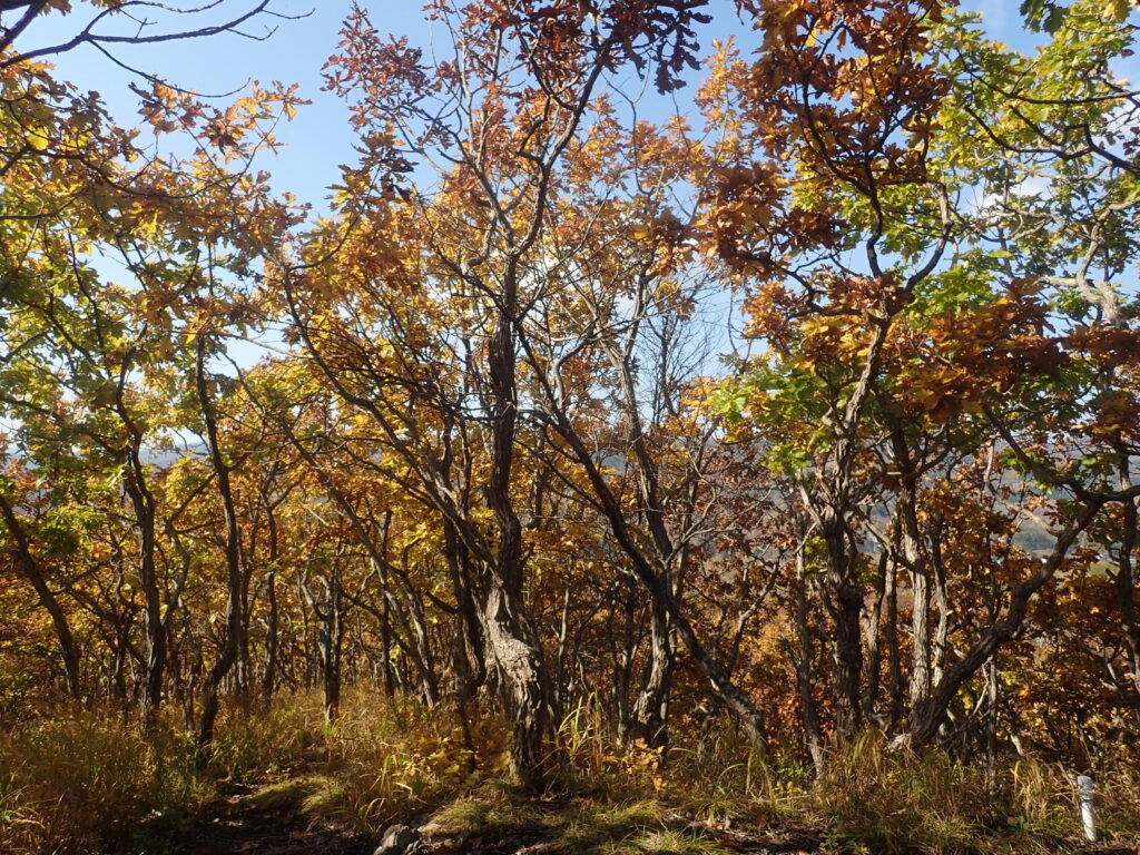 この付近は土地がやせているためカシワの木が多く生えています。