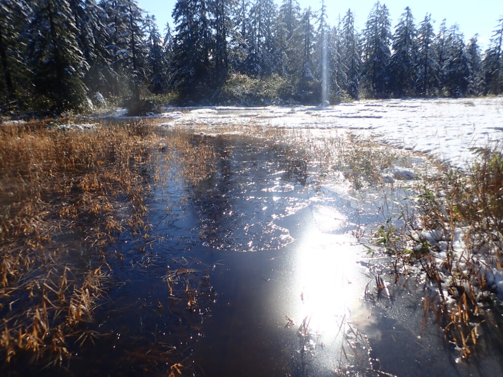 薄氷が張り水面の下に木道があります。