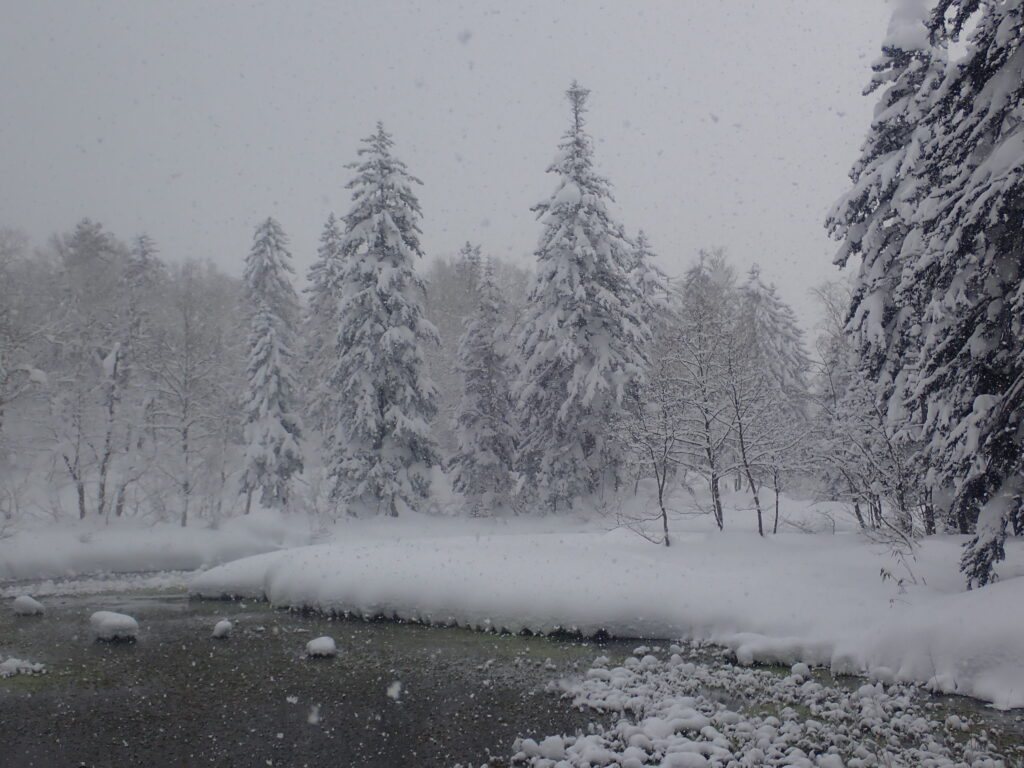 静寂な雪深い森です。