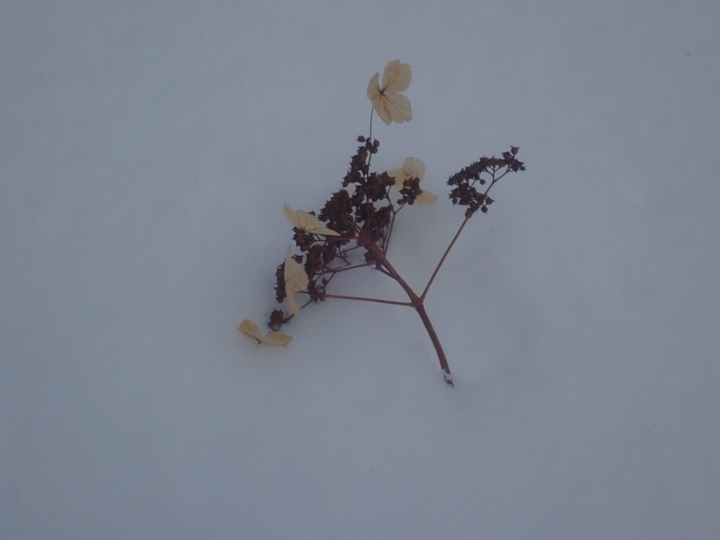 ツルアジサイの種が雪面に落ち「根開き」を待っています。