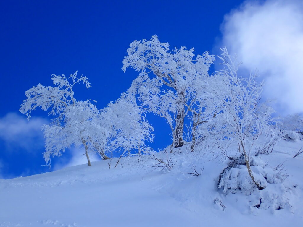 青空に樹氷が映えます。