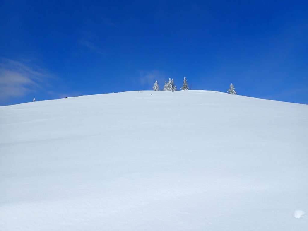 青い空と白い雪の中のエゾ松