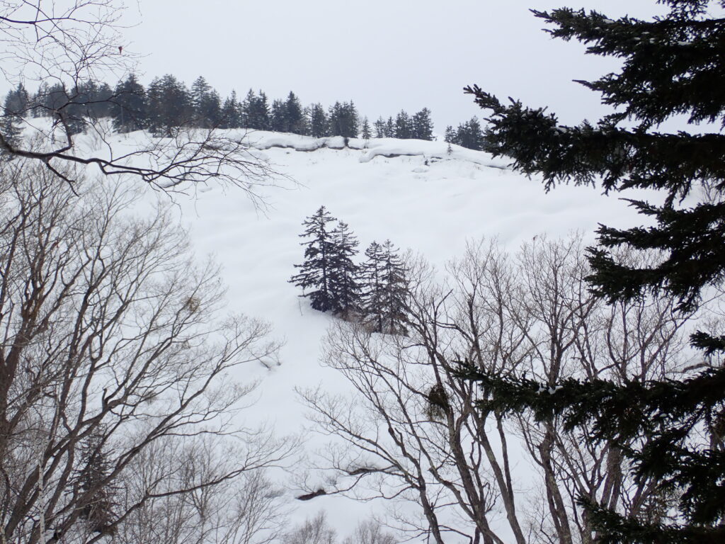 稜線から積雪グライド(底面滑り)が発生しているようです。