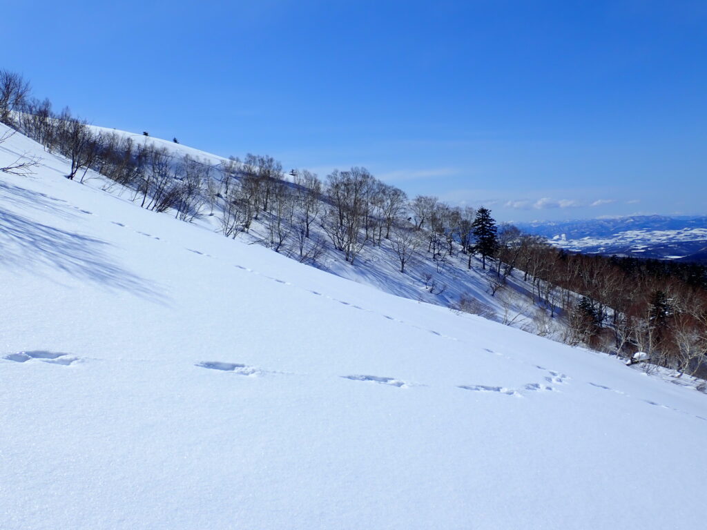 雪面のあちらこちらに「エゾユキウサギ」の足跡が多数あり繁殖期のようです。