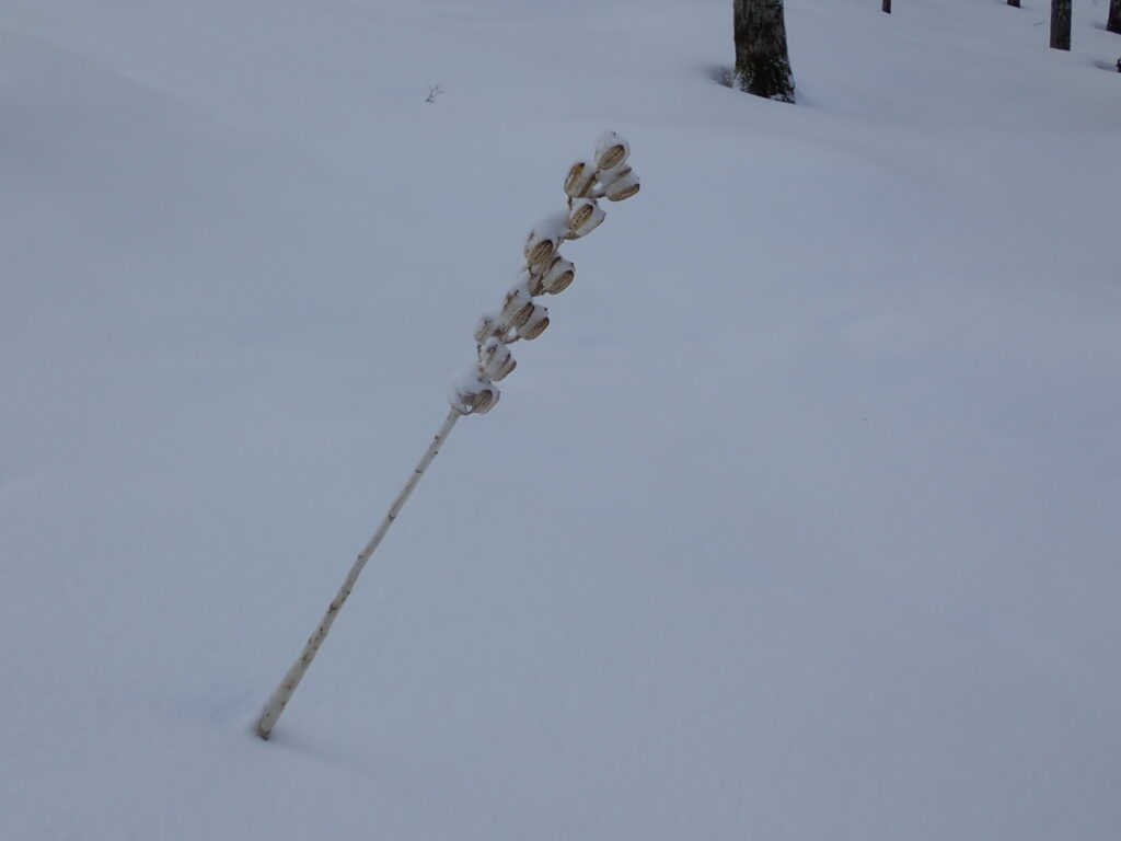 オオバユリが今シーズンの風雪に耐えまだ立っています。