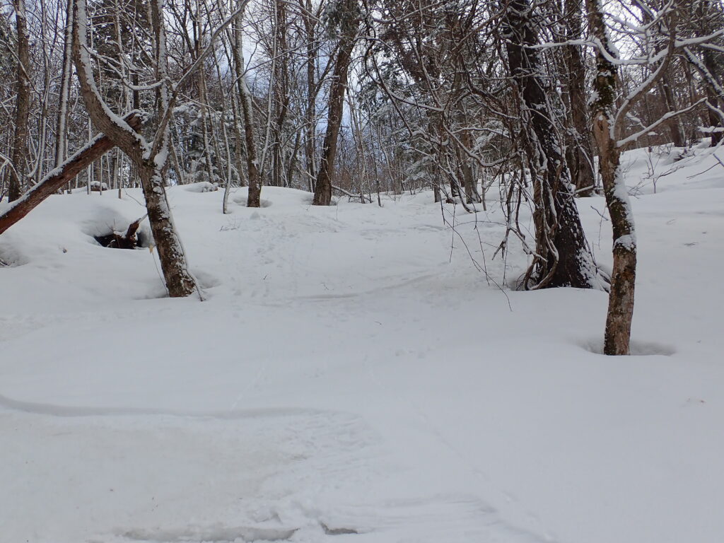 積雪が十分にあるので藪の中も滑り降ります。