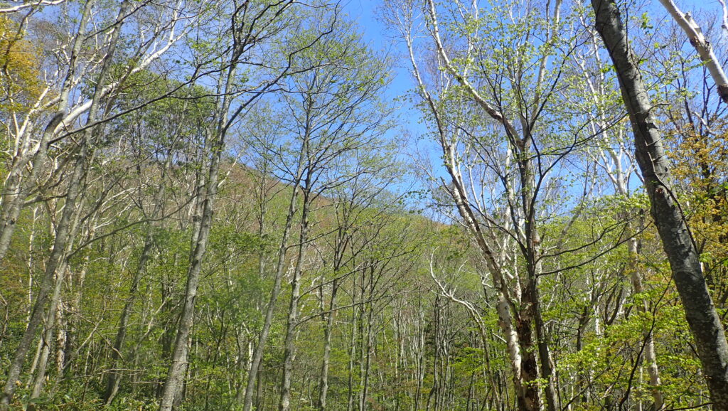 新緑の若葉と青空に囲まれ気持ちの良い縦走が終わりました。