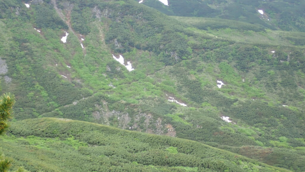 安政火口から富良野岳方面への登山道です。