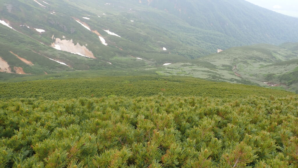 4月にはスキーを楽しんだ温泉スロープの斜面も今は這松に覆われています。

登山道から下方を写しています。