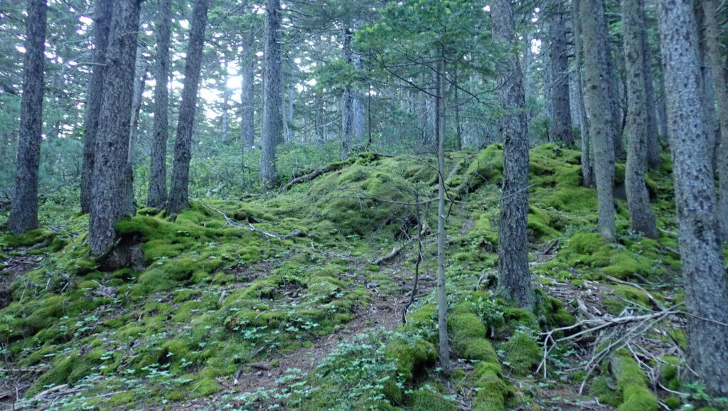 アカエゾマツの木々がやや細くなり、地面が苔になってきました。