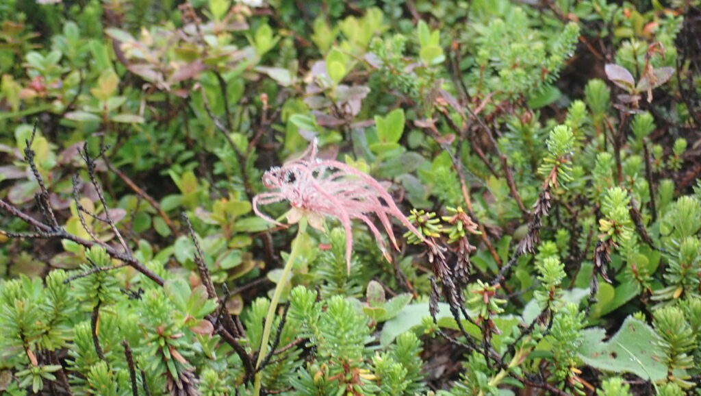 チングルマの花がもう終わっているものもあります。