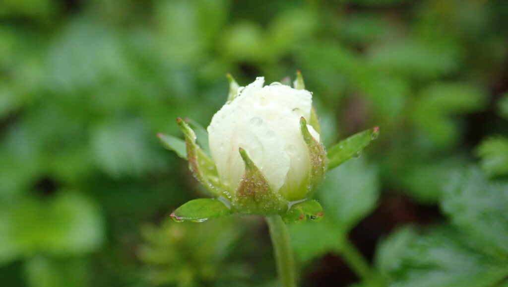 露に濡れるチングルマの蕾