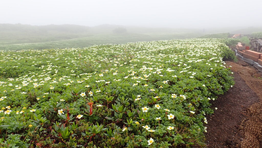 裾合平に入り、チングルマの花畑が始まります。