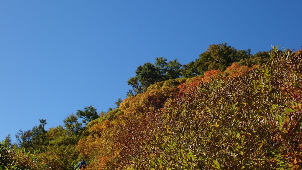 ８合目を過ぎるとナナカマドなどの木々が紅葉しています。