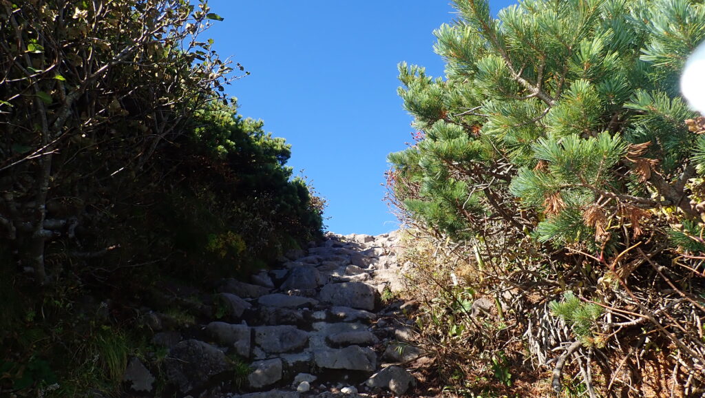 この先の青空が山頂です。