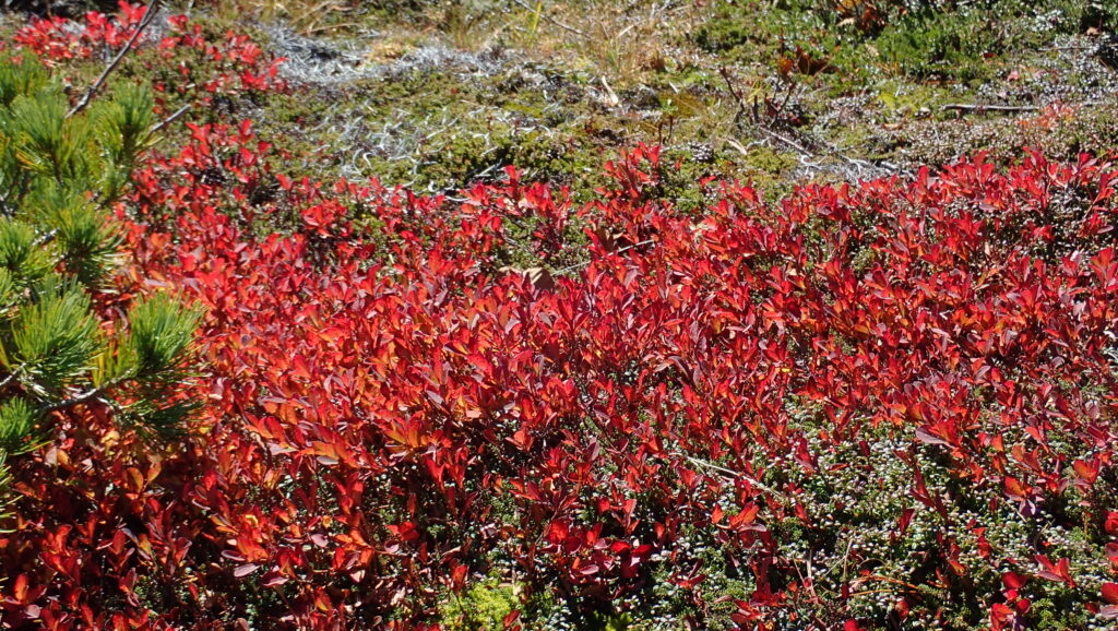 登山道の道端にの「クロマメノキ」も真っ赤に紅葉しています。