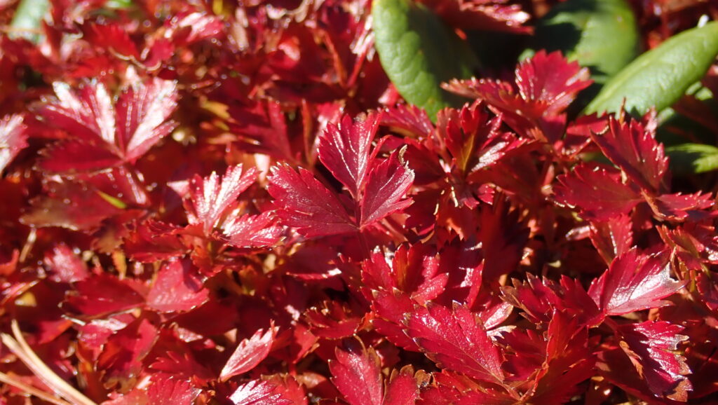 真っ赤に紅葉したチングルマ