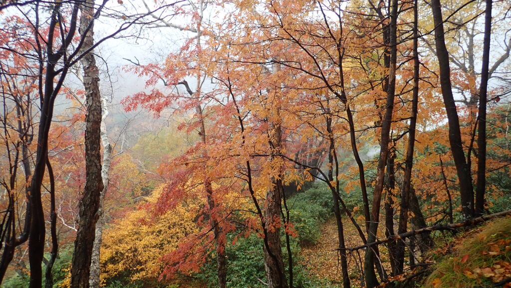 小雨で少しガスもかかっていますが紅葉が美しく見えます。