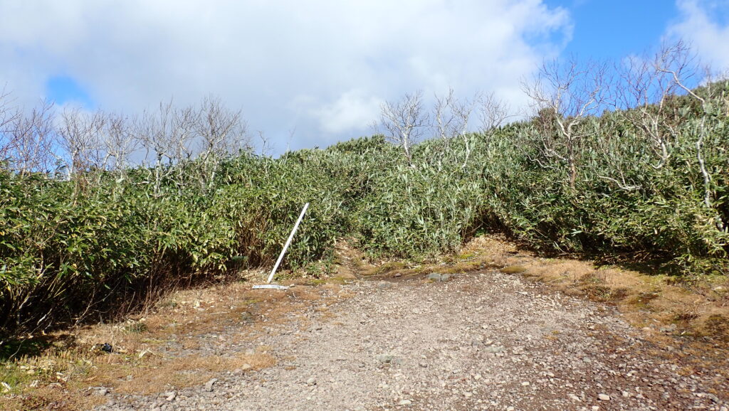 ここから山頂まで短時間ですが藪漕ぎの登山道となります。